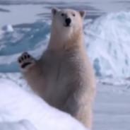Whitebear's - Steam avatar