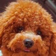 april darcy's Stream profile image