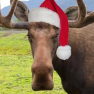 ListenHereMoose's Stream profile image