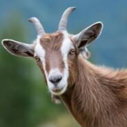 BOMBARDIRO COCCODRILLO's Stream profile image