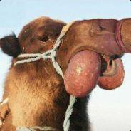 MoesenKoeterich's Stream profile image