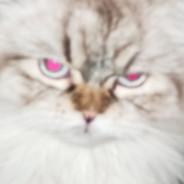 Herr Gonosz's - Steam avatar