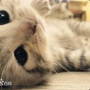 秋愁满长安's Stream profile image