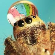 Spooder's Stream profile image