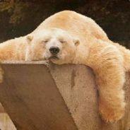 Gruscxka's Stream profile image