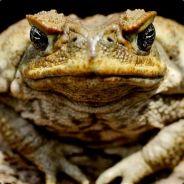 Toady's - Steam avatar