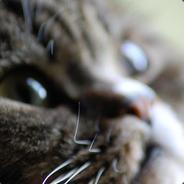 Krampus's - Steam avatar