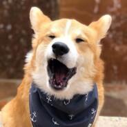 PolarBoy's Stream profile image