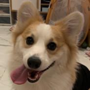 Avis Cheung's Stream profile image