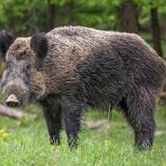 RoaroftheBoar's Stream profile image