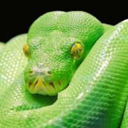 ThePython's - Steam avatar