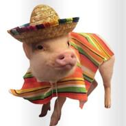 SquealBoy's Stream profile image