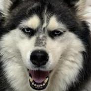 R-Dizzle-Fo-Shizzle-Of-My-Nizzle's Stream profile image