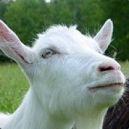 Pekka Kahva's Stream profile image
