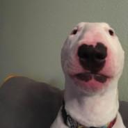 Nay Gigger's Stream profile image