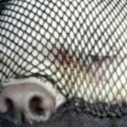 通通走開讓我來's Stream profile image