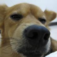 DADA's Stream profile image