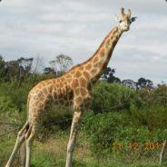 floliver's - Steam avatar