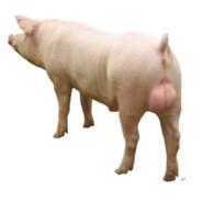 大帅哥's Stream profile image