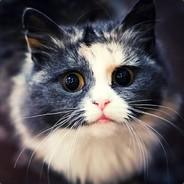 Phyrike's - Steam avatar