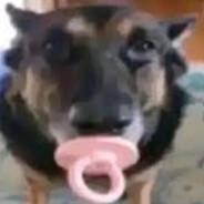 Zakat's Stream profile image