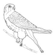 Jarl Kestrel's Stream profile image