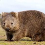 Figgo's Stream profile image