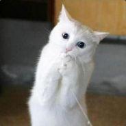 BrichNorm's Stream profile image