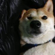 lulubrother's - Steam avatar