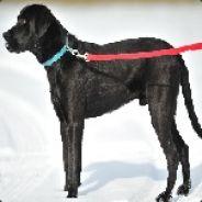 Xethik's Stream profile image