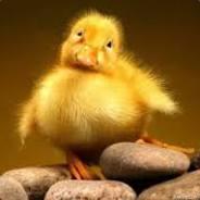 Mango's - Steam avatar
