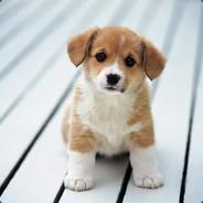 LadMaster's Stream profile image
