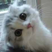 喵了个咪's Stream profile image
