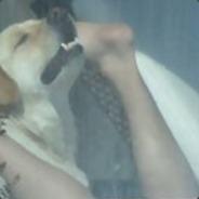[WKT] Pastisor's Stream profile image