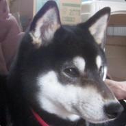 zeki's Stream profile image