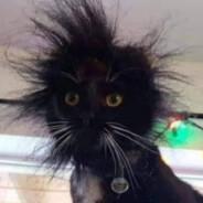 Fran's Stream profile image