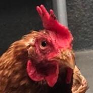 Hankmilner's Stream profile image