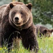 399 the Grizzly Bear - RIP <3's Stream profile image