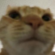 Lil Beetle's Stream profile image