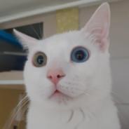 FinnMaccool's Stream profile image