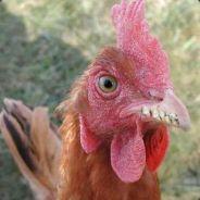 Lampadaire's Stream profile image