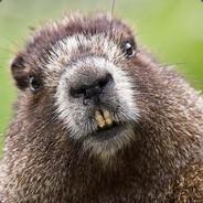 Seclusion's Stream profile image