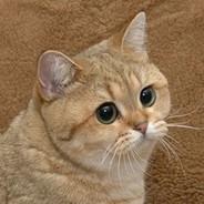 Kruso's Stream profile image