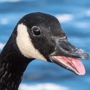 mrgoose's - Steam avatar