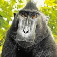 TungTungTungSahur's Stream profile image