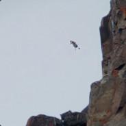 Geese, off the Cliffs's Stream profile image