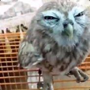 proboX's Stream profile image