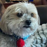 Zeusy's Stream profile image