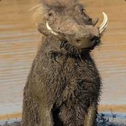 Изя Фишман's Stream profile image