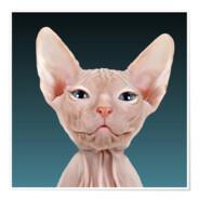 idemandabeer's Stream profile image